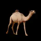 بكره شقحى