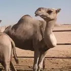بنت الهاجس سابق بيدها