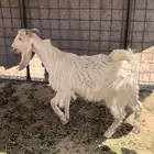 تيس مخصي