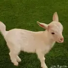 ماعز قزم