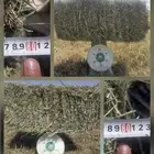 علف بلوبانك صافي