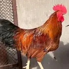 مطلوب اربع ديوك فرنسيه اللون احمر احجام طيبه
