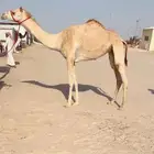 حقه راهيه بنت جلمود