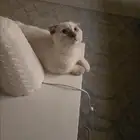 قط للبيع