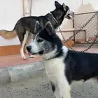 ذكر هاسكي للبيع