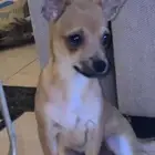شيواوا بيور