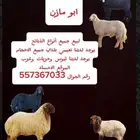 يتوفر لدينا ذبايح كفو وجميع لانواع ولا لأحجام