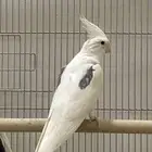 للبيع جوزين كروان هولندي