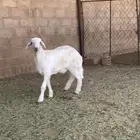خروف للبيع