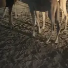 حشو