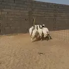 5 رخال مقاني