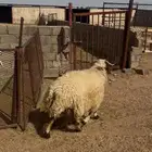 خروف نعيمي جبر مشروط