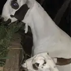 جفره كحلا صنف