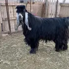 للبيع تيس عارضي صنف (( تم البيع ))