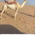 رحول ابل للبيع