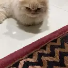 قطة ضايع