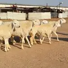 رخال حريات جروم وصنف 8 بالفحل(( تم البيعع ))