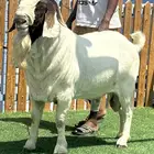 بورقوت فحل نادر