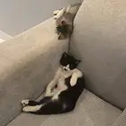 قطط للتبني