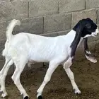 للبيع تيوس