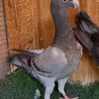 جوز هومر بفرخه