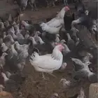فراري فيومي صنف اصيل