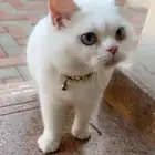قط اليف للتنازل بدون مقابل