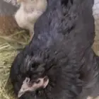 دجاجه كفو عليها 5فررخ وتبيض مشاءالله