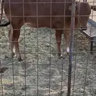 حسيل عربي للبيع
