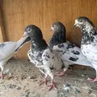 حمام باكستاني