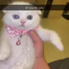 كيتنز سكوتش اليف