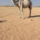 للبيع ضرايب وضح طيبه ومنتج