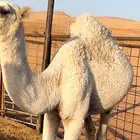 قعود اوضح طيب شحم