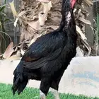دجاجة فارسي مميزة