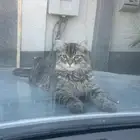لتبني