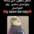 طير ضايع من ضهر الثلاثاء في حائل الحي اسمه ملحق النفل تواصل