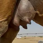 ساحليه دهما العشرا مشروطه
