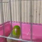 ذكر بارتوليت