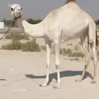 بكره لقيه طيبه ( تم البيع )