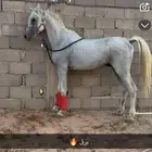 حصان واهو والبيع شعبي