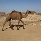 ضروبه صفرا طيبه