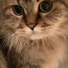 قطه شيرازيه مفقوده في الحزم