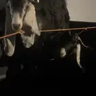 تيوس عوارض ذبايح