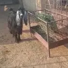 عنز تامة مضرع شرط فحص جهاز مسيومة من حايف وشايف 1000بالموقع