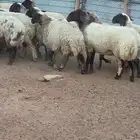 غنم