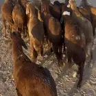 سواكن طيبة مرابي شهر ونص محصنة