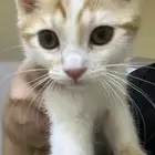 قطه أنثى
