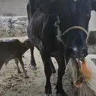 بقر هولنديه