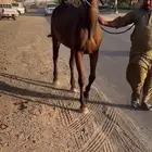 فرس انجليزية للبيع