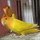 زوج روز منتج